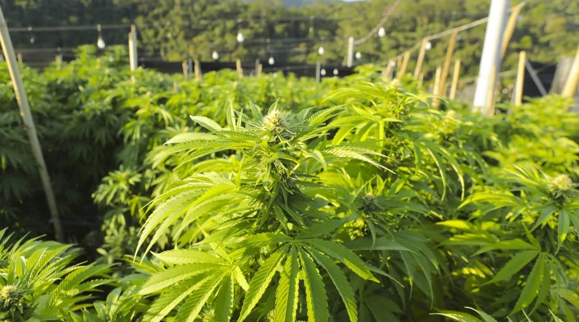 Governo Trump reclassifica maconha como droga menos perigosa e flexibiliza uso nos EUA