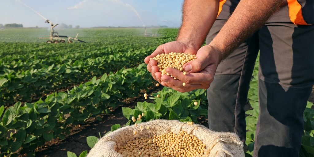 Panorama Agrícola: Colheita de Soja e os Desafios do Milho "Safrinha"