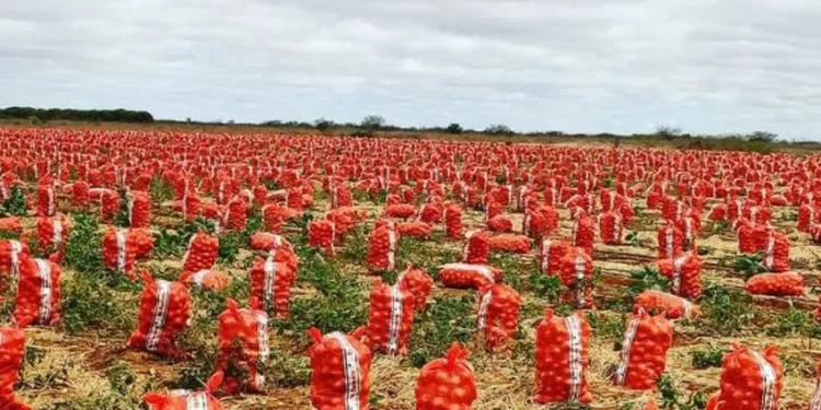 Cafarnaum Lidera Produção de Cebola e Consolida Bahia na Vice-Liderança Nacional