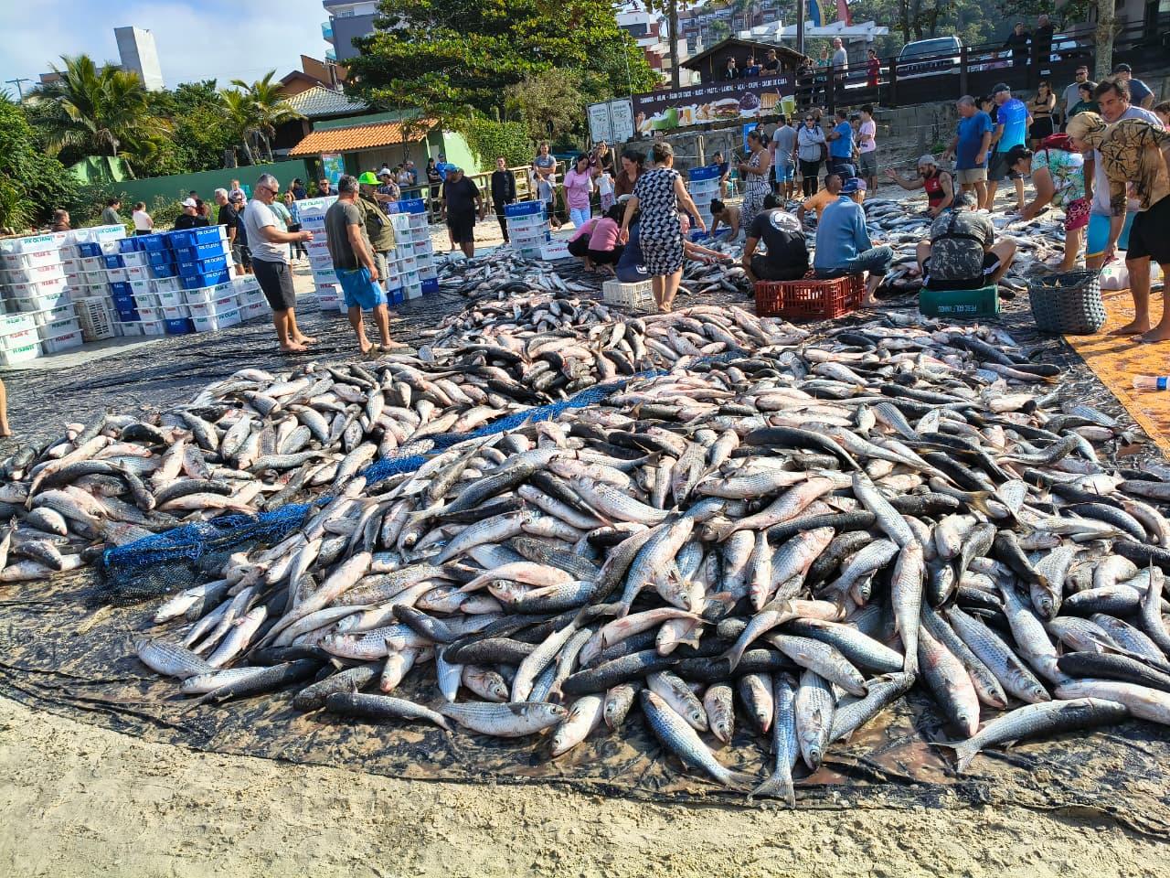 Pesca de tainha por arrasto de praia é suspensa após atingir 90% da cota de 2026