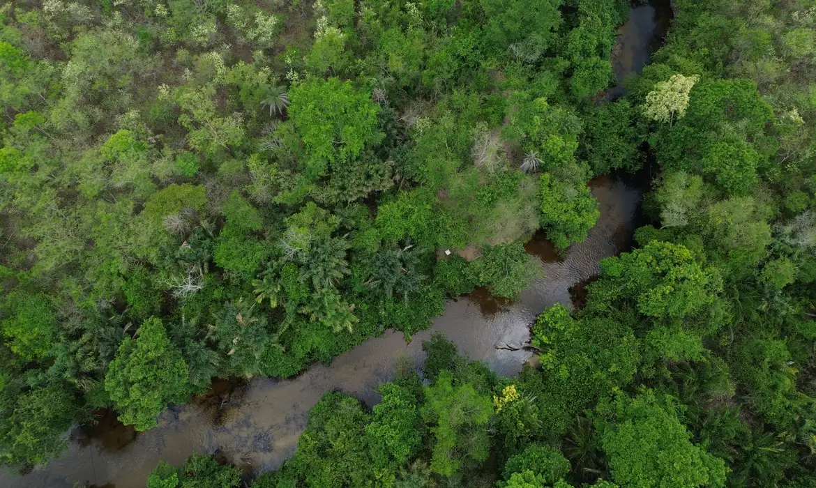 Coalizão ambiental lança projeto Restaura Biomas para recuperar 600 mil hectares de vegetação nativa no Brasil