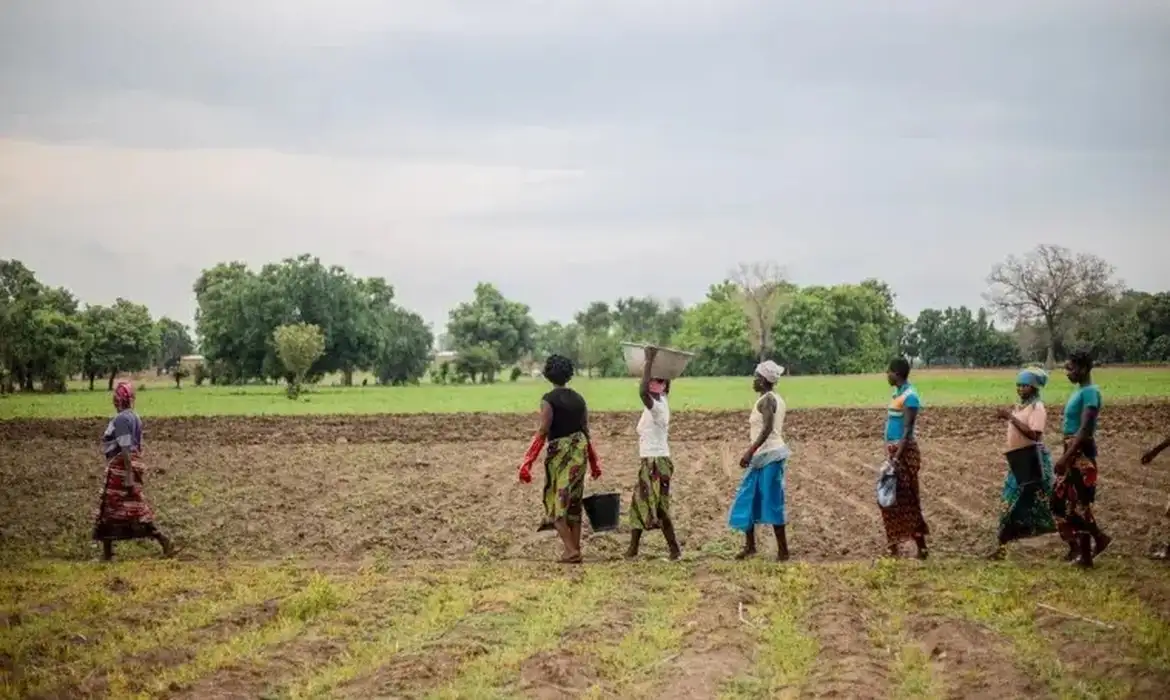 Grande Muralha Verde restaura 1,66 milhão de hectares no Sahel, aponta relatório da ONU