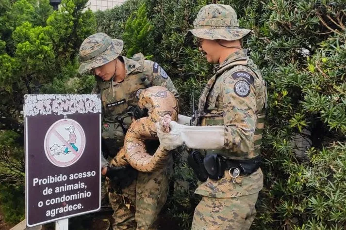 Jiboia de dois metros é resgatada pela polícia ambiental em condomínio nobre de Salvador