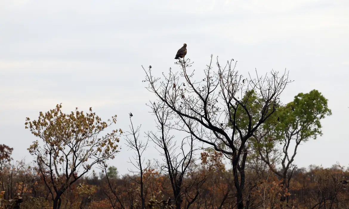 Desmatamento no Cerrado cai 18,9% em agosto, enquanto alertas na Amazônia avançam 12%, aponta Inpe