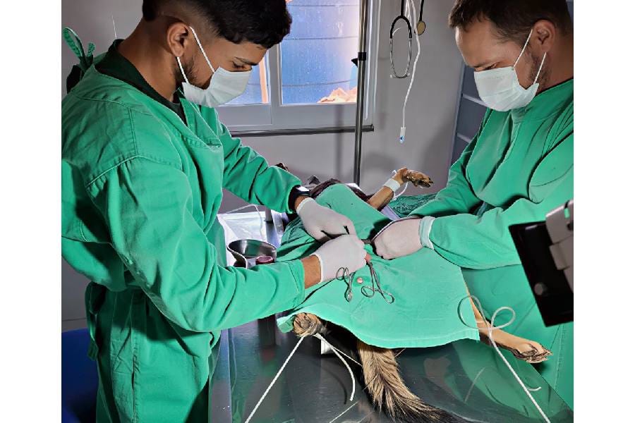 Canil Municipal de Guanambi realiza 275 atendimentos em dois meses