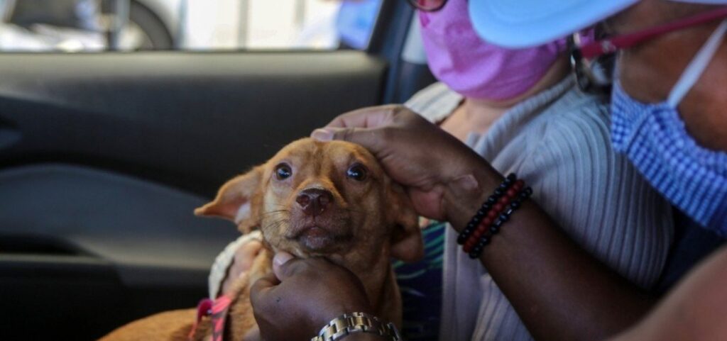 Assembleia Legislativa de São Paulo aprova lei que proíbe venda de animais em pet shops e sites